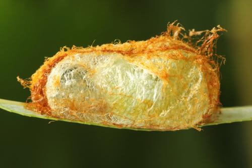 Réf. 298 071 : Trichiosoma vitellina