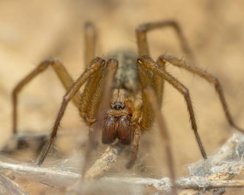 Eratigena sp.