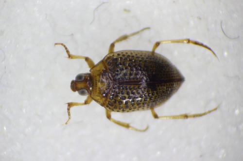 Peltodytes rotundatus