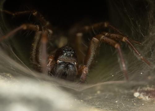 Textrix caudata