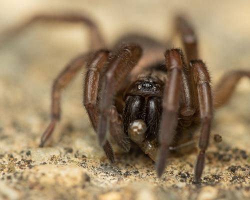 Réf. 298 489 : Haplodrassus sp.