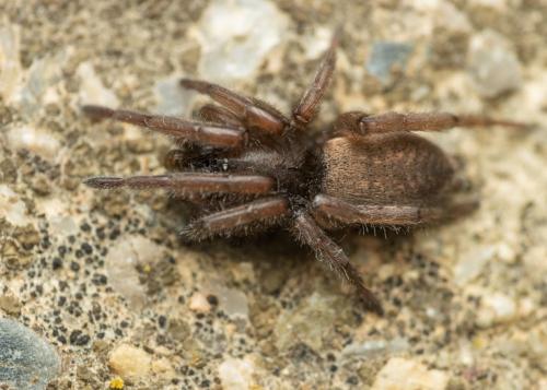 Réf. 298 490 : Haplodrassus sp.