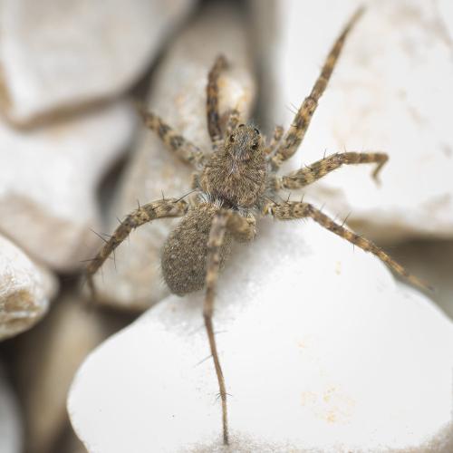 Réf. 298 487 : Pardosa morosa
