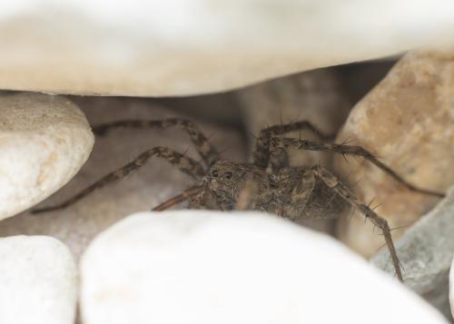 Pardosa morosa