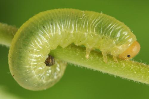 Réf. 298 279 : Macrophya sanguinolenta