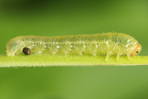 Macrophya sanguinolenta