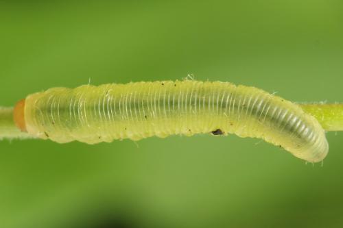 Réf. 298 282 : Macrophya sanguinolenta