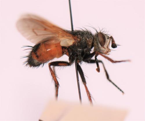 Réf. 298 159 : Tachina praeceps