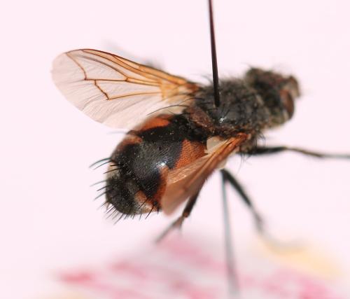 Réf. 298 164 : Tachina praeceps