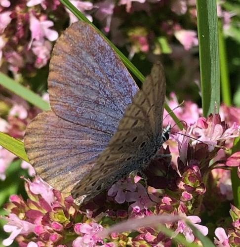Réf. 298 594 : Plebejus sp.