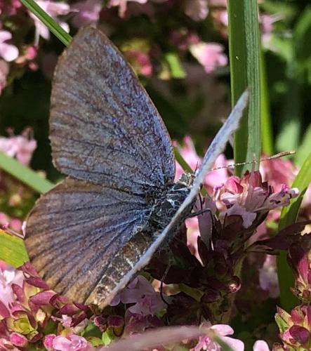 Réf. 298 595 : Plebejus sp.