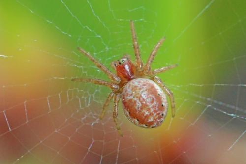 Araniella sp.