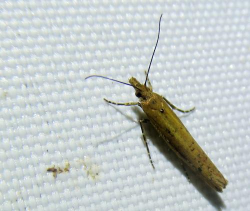 Ypsolopha ustella