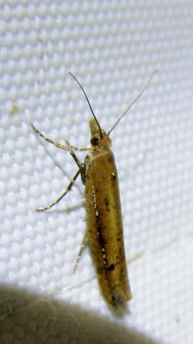 Ypsolopha ustella