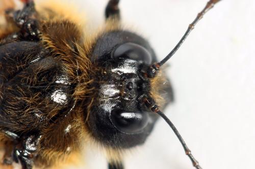 Réf. 298 000 : Trichiosoma sorbi