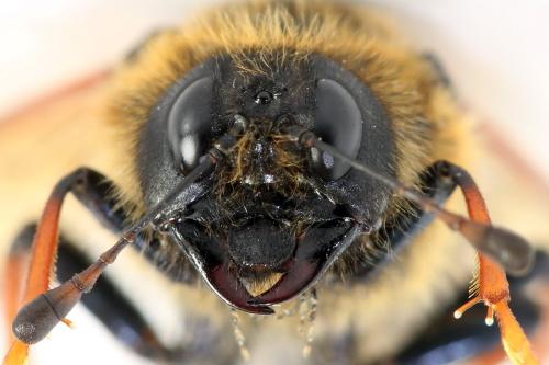 Réf. 298 001 : Trichiosoma sorbi