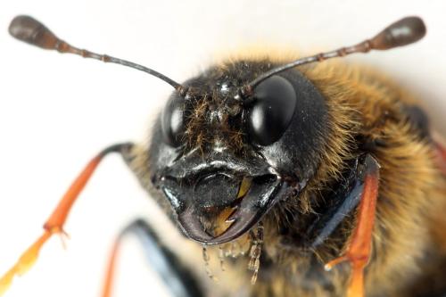 Réf. 298 002 : Trichiosoma sorbi