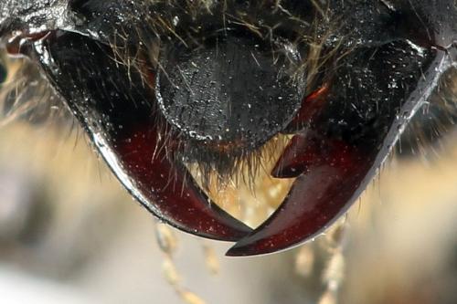 Réf. 298 003 : Trichiosoma sorbi