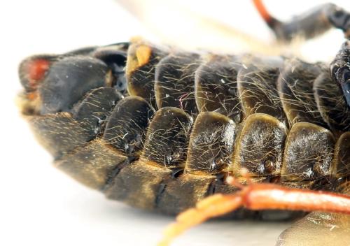 Réf. 298 004 : Trichiosoma sorbi