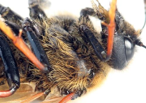Réf. 298 005 : Trichiosoma sorbi