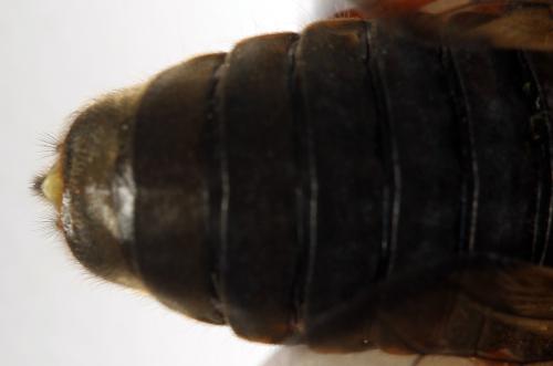 Réf. 298 006 : Trichiosoma sorbi