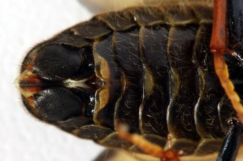 Réf. 298 007 : Trichiosoma sorbi