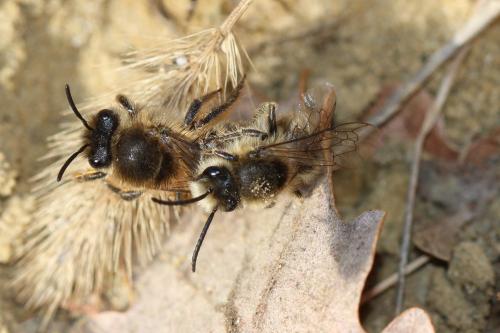 Réf. 298 793 : Colletes cunicularius