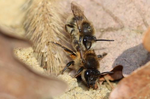 Réf. 298 794 : Colletes cunicularius