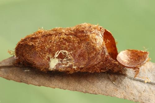 Réf. 298 072 : Trichiosoma vitellina