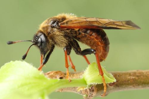 Réf. 298 073 : Trichiosoma vitellina