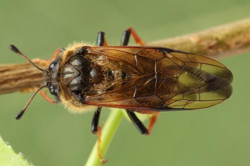 Réf. 298 074 : Trichiosoma vitellina