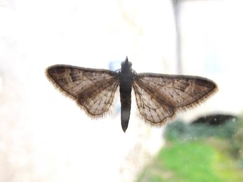 Gymnoscelis rufifasciata