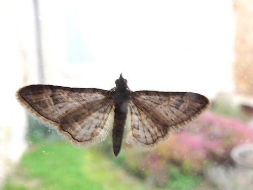 Réf. 298 684 : Gymnoscelis rufifasciata
