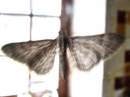 Réf. 298 683 : Gymnoscelis rufifasciata
