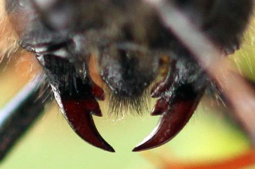 Réf. 298 076 : Trichiosoma vitellina