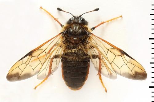 Réf. 298 077 : Trichiosoma vitellina