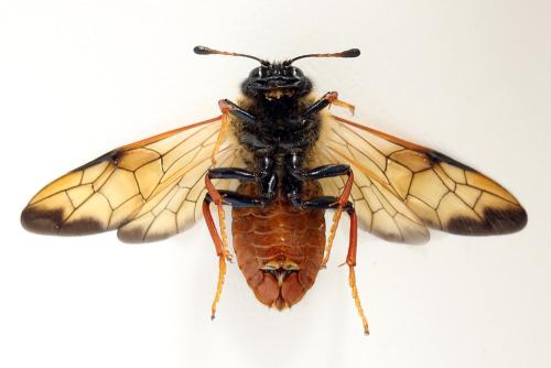 Réf. 298 078 : Trichiosoma vitellina