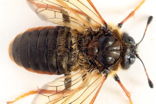 Réf. 298 079 : Trichiosoma vitellina