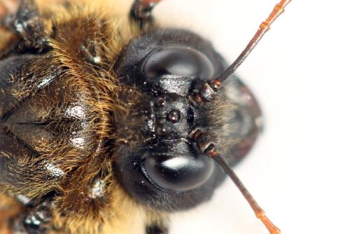 Réf. 298 081 : Trichiosoma vitellina