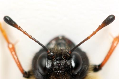 Réf. 298 082 : Trichiosoma vitellina