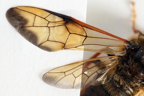 Réf. 298 083 : Trichiosoma vitellina