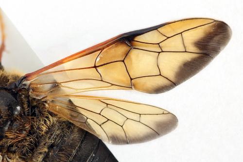 Réf. 298 084 : Trichiosoma vitellina