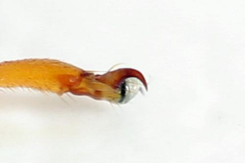 Réf. 298 085 : Trichiosoma vitellina