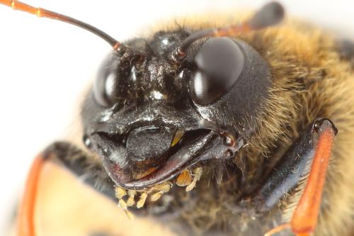 Réf. 298 087 : Trichiosoma vitellina