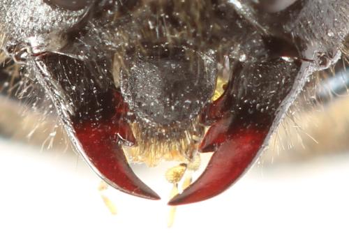 Réf. 298 088 : Trichiosoma vitellina