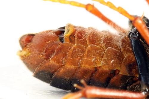 Réf. 298 089 : Trichiosoma vitellina