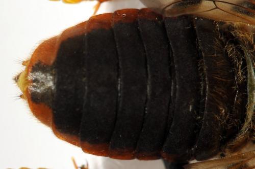 Trichiosoma vitellina