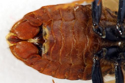 Trichiosoma vitellina