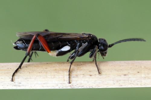 Réf. 298 286 : Macrophya sanguinolenta