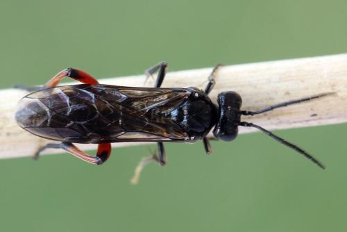 Réf. 298 287 : Macrophya sanguinolenta